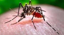 dengue